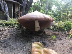 Volvariella volvacea