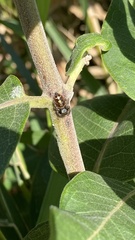 Phidippus