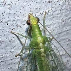 Chrysoperla rufilabris