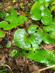 Asarum