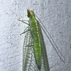 Chrysoperla rufilabris