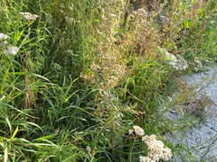 Artemisia vulgaris