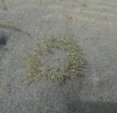 Anthopleura artemisia
