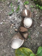 Volvariella volvacea