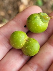 Sapindus mukorossi
