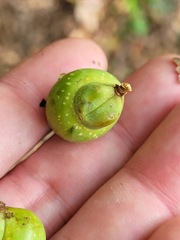 Sapindus mukorossi
