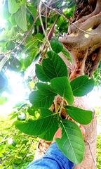 Ficus pringlei