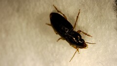 Selenophorus