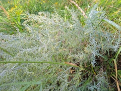 Artemisia dracunculus glauca