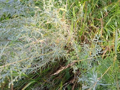 Artemisia dracunculus glauca