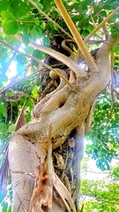 Ficus pringlei