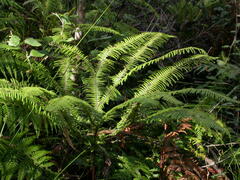 Dicranopteris linearis