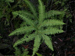 Dicranopteris linearis