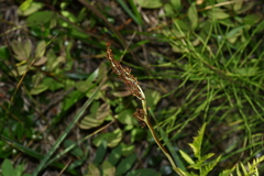 Botrypus virginianus