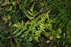 Botrypus virginianus