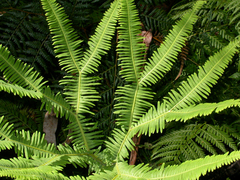 Dicranopteris linearis