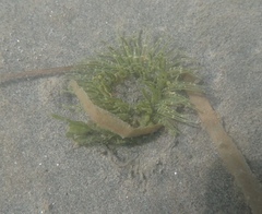 Anthopleura artemisia