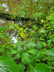 Cryptotaenia canadensis