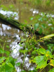 Cryptotaenia canadensis