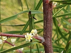 Pimelea axiflora axiflora