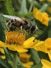 Eristalis stipator
