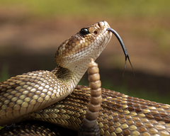 Crotalus molossus nigrescens