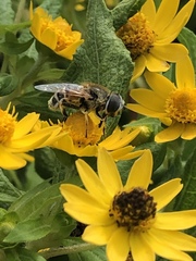 Eristalis stipator