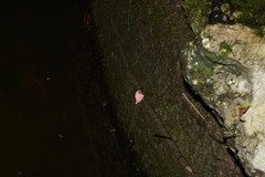 Pomacea canaliculata