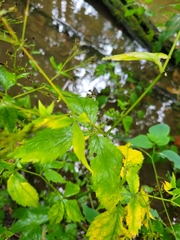 Cryptotaenia canadensis