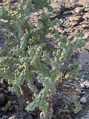 Cylindropuntia cholla