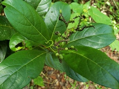 Tournefortia bicolor
