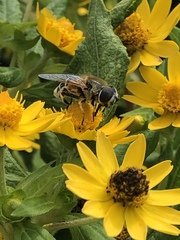 Eristalis stipator