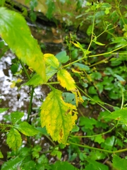 Cryptotaenia canadensis