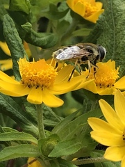 Eristalis stipator