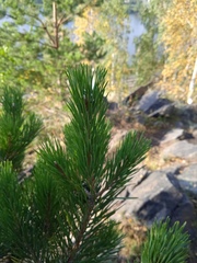 Pinus sylvestris