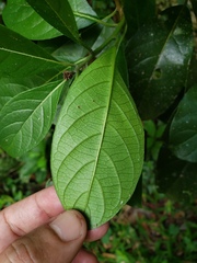 Tournefortia bicolor