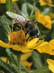 Eristalis stipator