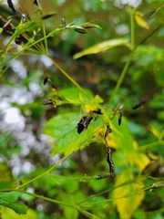 Cryptotaenia canadensis