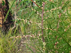 Pimelea axiflora axiflora