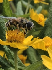 Eristalis stipator