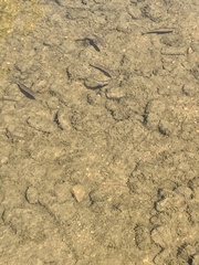 Notropis atherinoides