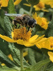 Eristalis stipator