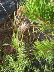 Astragalus onobrychis