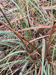 Cymbopogon refractus