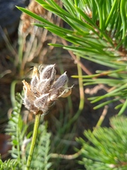 Astragalus onobrychis