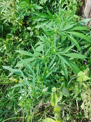 Cannabis sativa