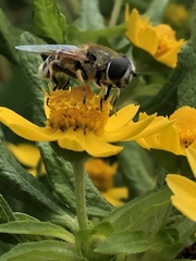 Eristalis stipator
