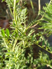 Astragalus onobrychis