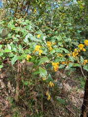 Podolobium ilicifolium