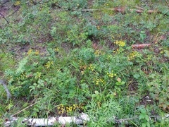 Bupleurum multinerve